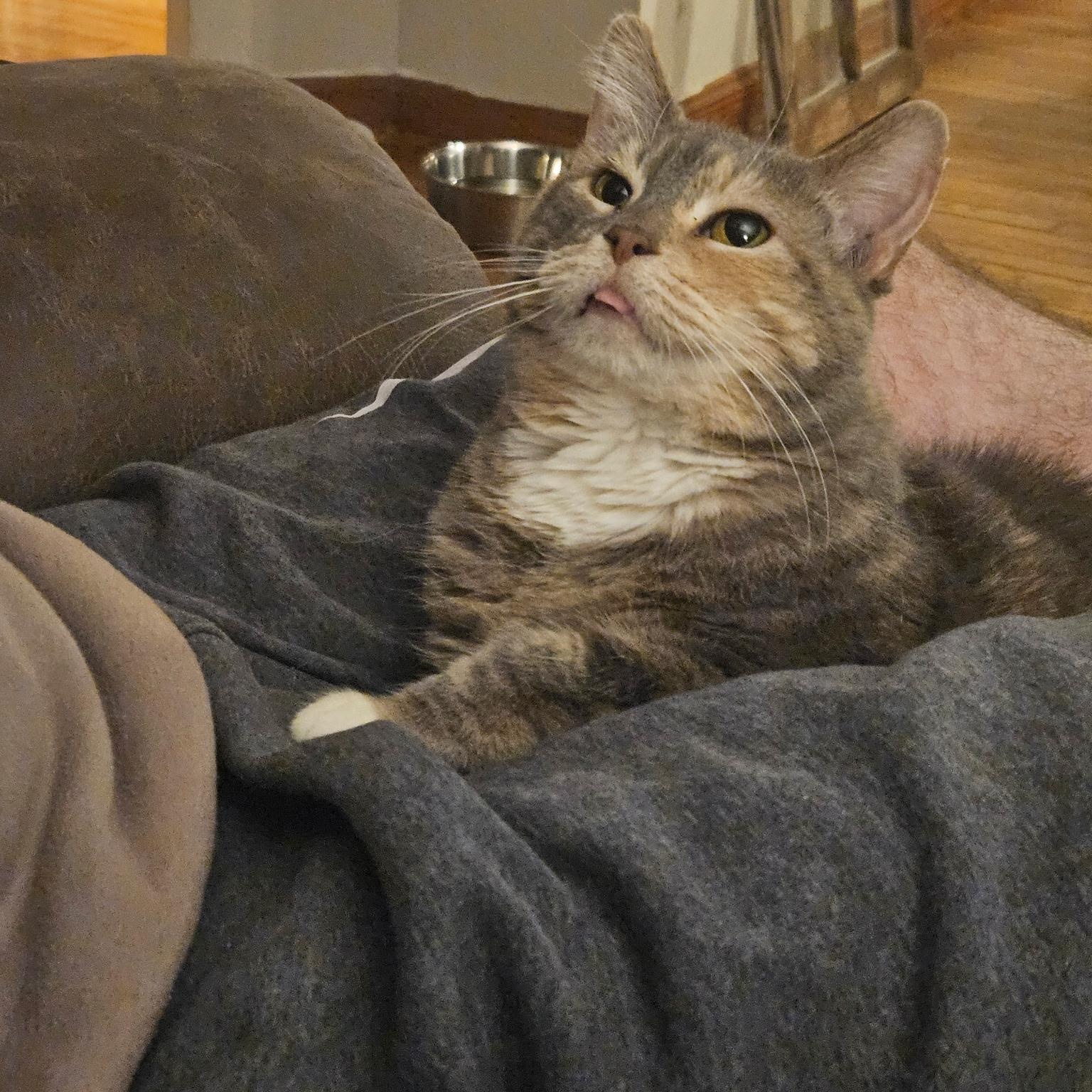 Enlarge Latte, a ADOPTABLE Domestic Short Hair in Fairview Heights, IL image 2/6