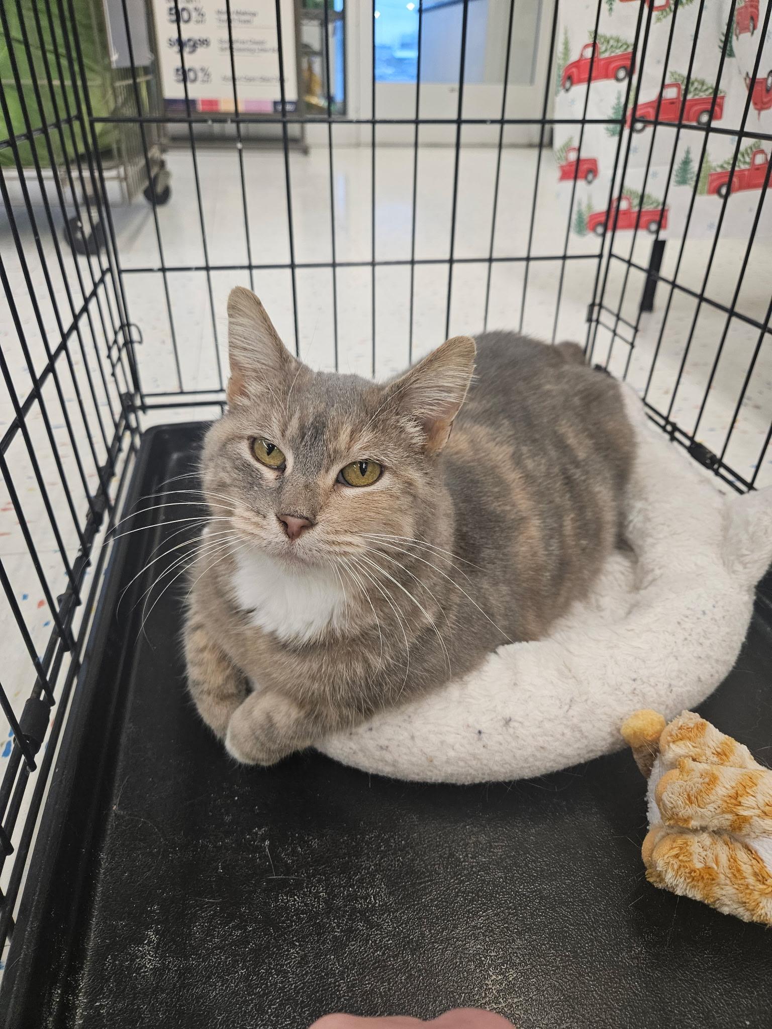 Enlarge Latte, a ADOPTABLE Domestic Short Hair in Fairview Heights, IL image 4/6