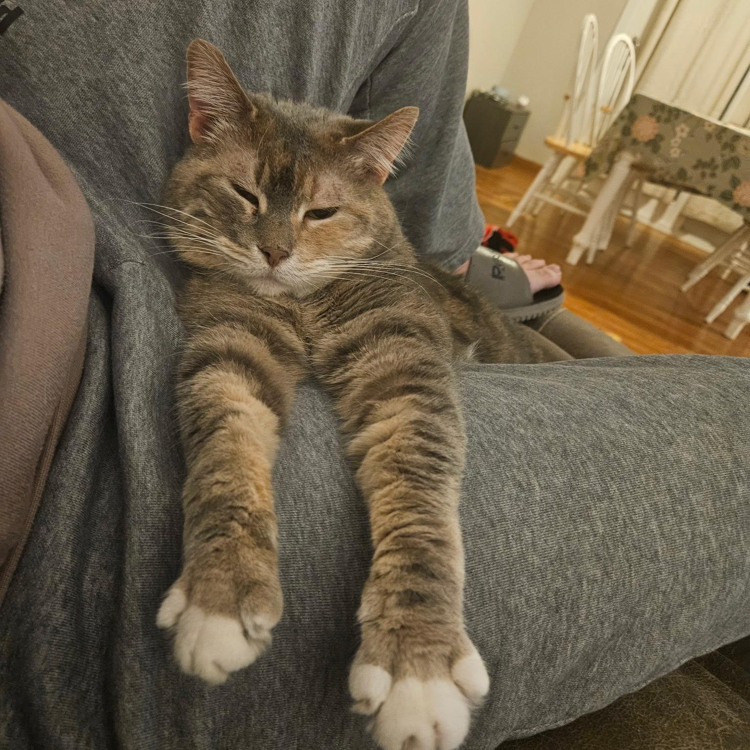 Enlarge Latte, a ADOPTABLE Domestic Short Hair in Fairview Heights, IL image 1/6