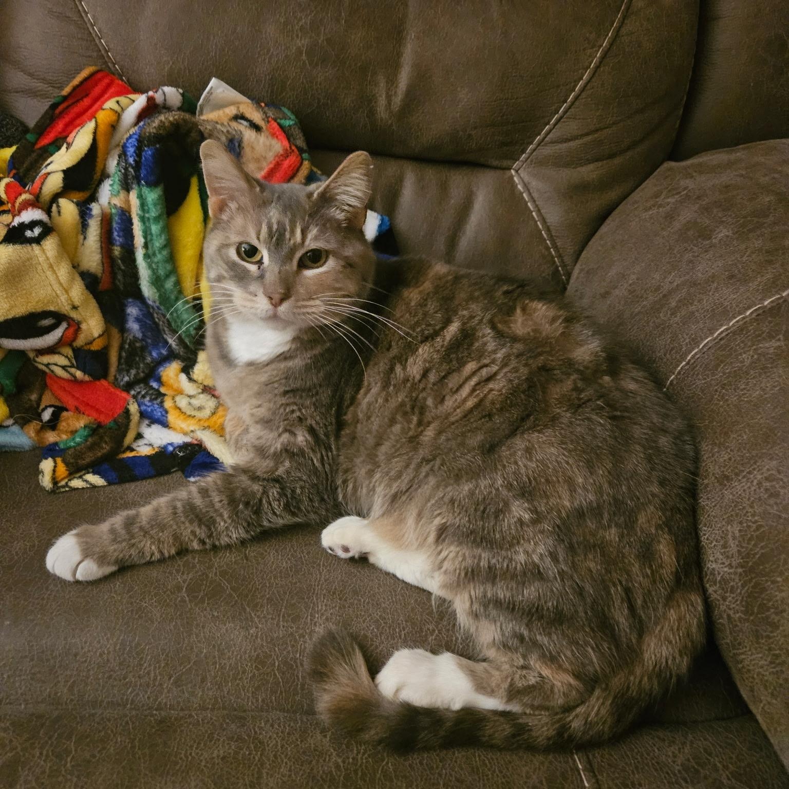 Enlarge Latte, a ADOPTABLE Domestic Short Hair in Fairview Heights, IL image 3/6