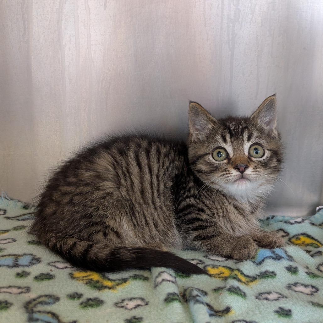 Laffy, Adoptable, Kitten Female Domestic Short Hair.