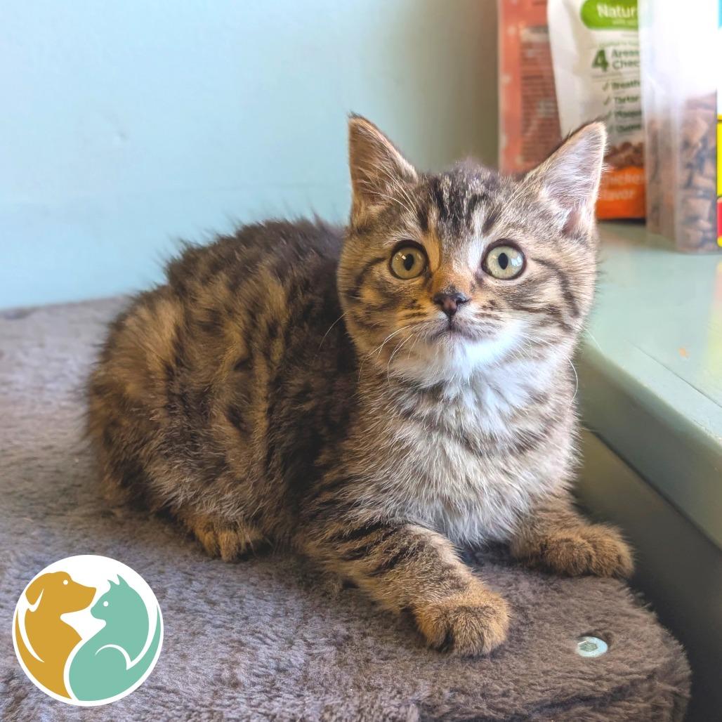 Enlarge Laffy, a Adoptable Domestic Short Hair in Toledo, OH image 2/2