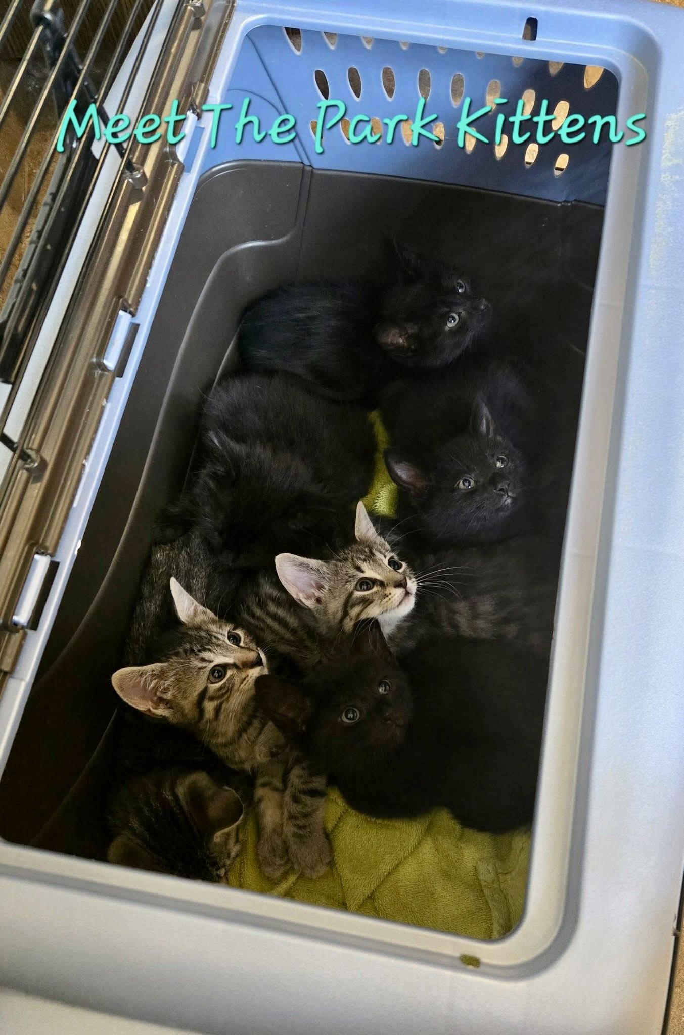 Rainier, Adoptable, Kitten Male Domestic Short Hair.