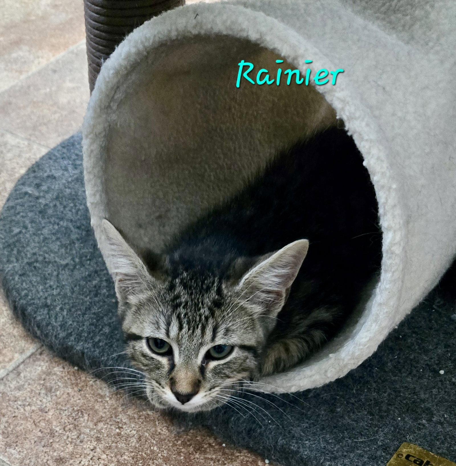 Enlarge Rainier, a Adoptable Domestic Short Hair in Penndel, PA image 2/3
