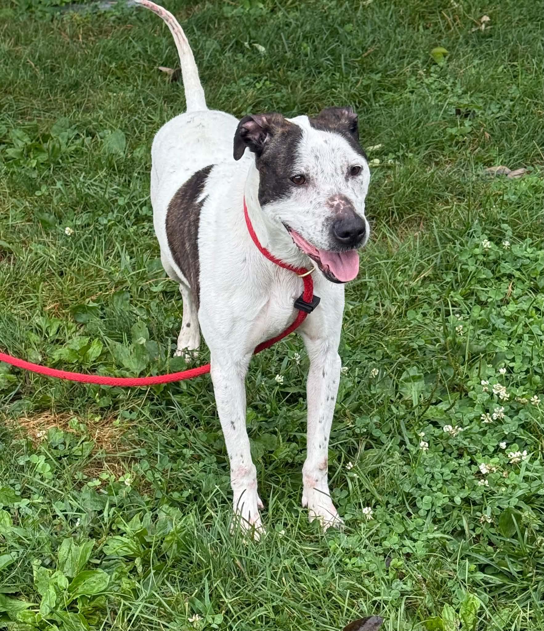 Enlarge Coco, a Adoptable mixed breed in Springfield, IL image 1/6