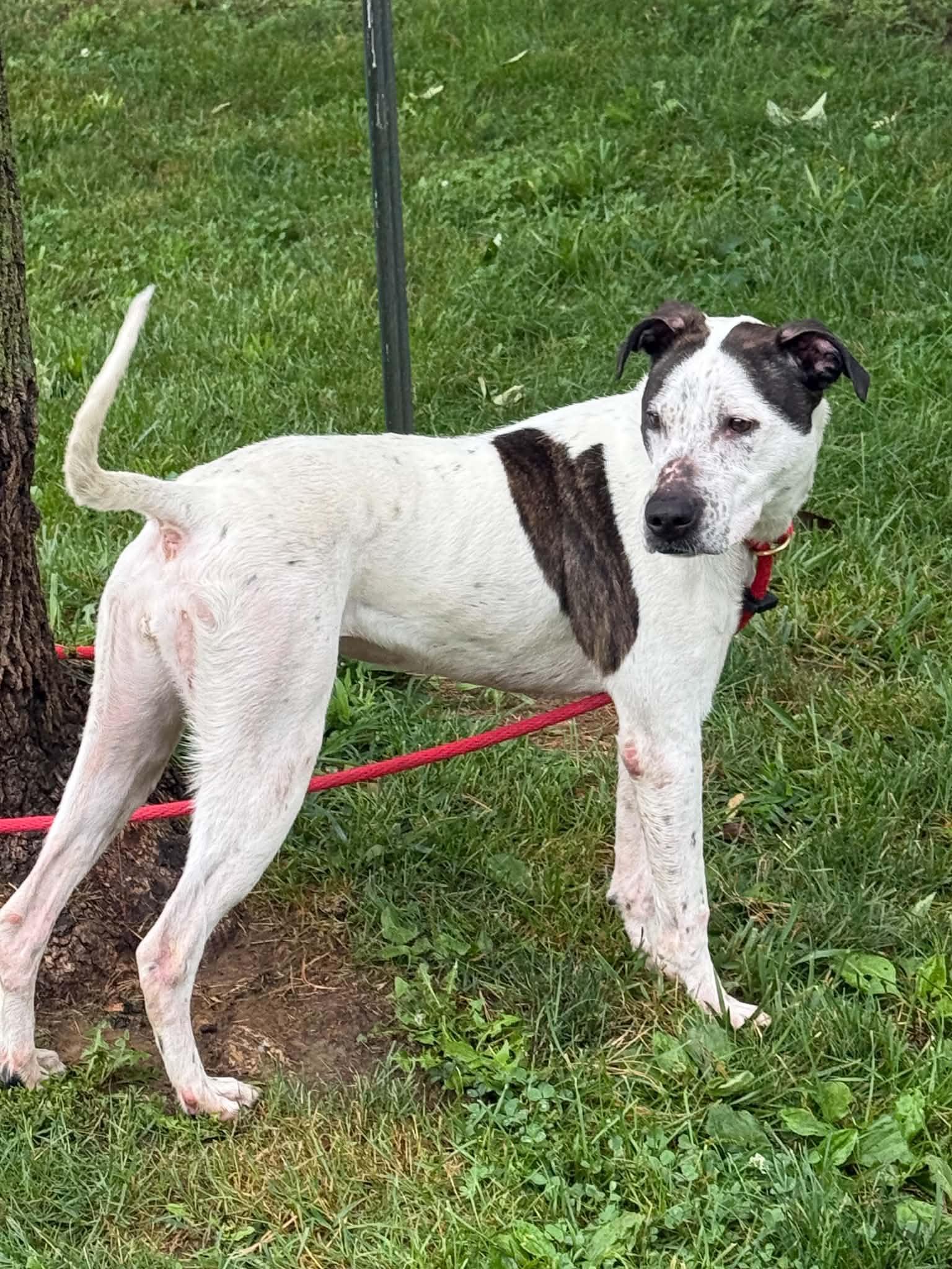 Enlarge Coco, a Adoptable mixed breed in Springfield, IL image 6/6
