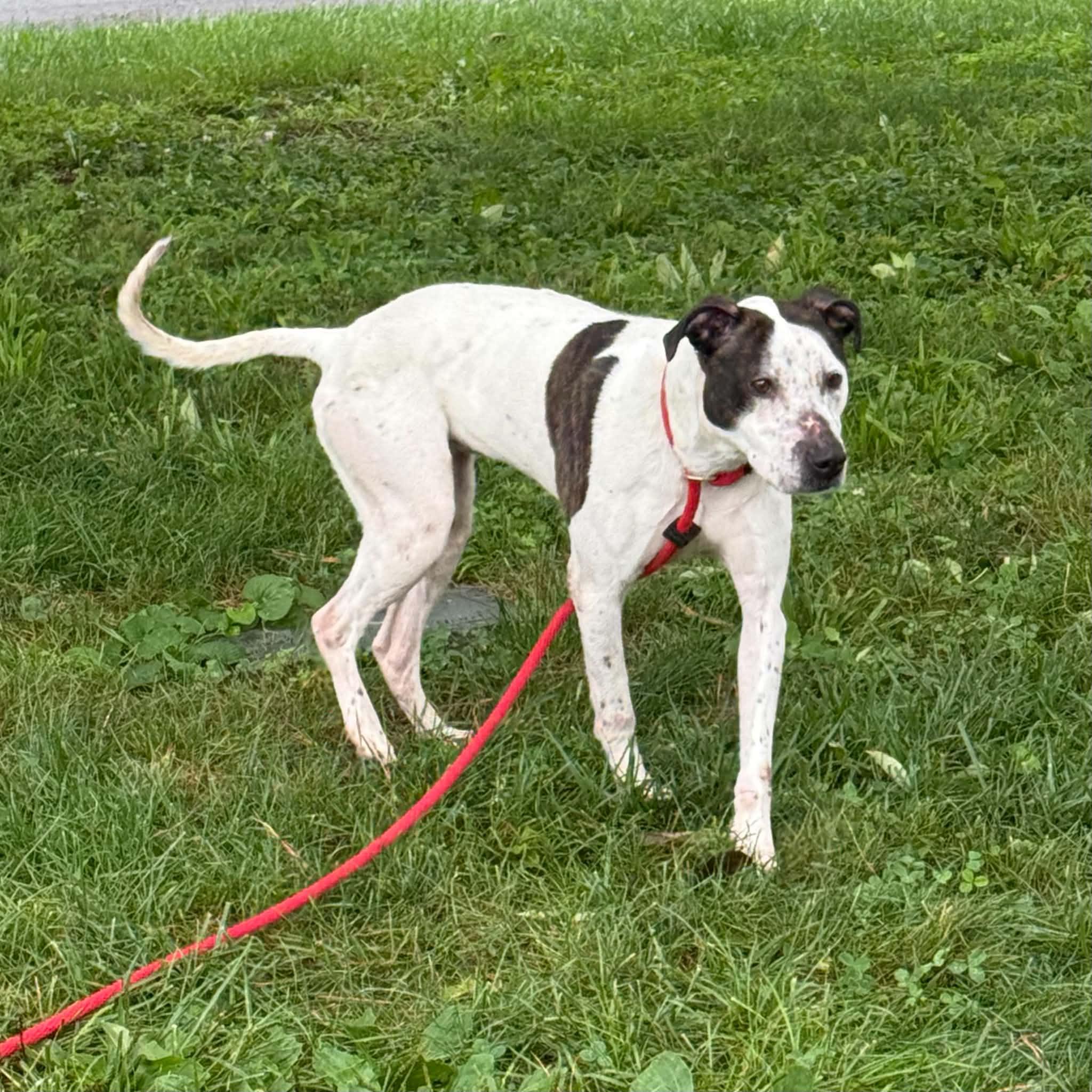 Enlarge Coco, a Adoptable mixed breed in Springfield, IL image 4/6