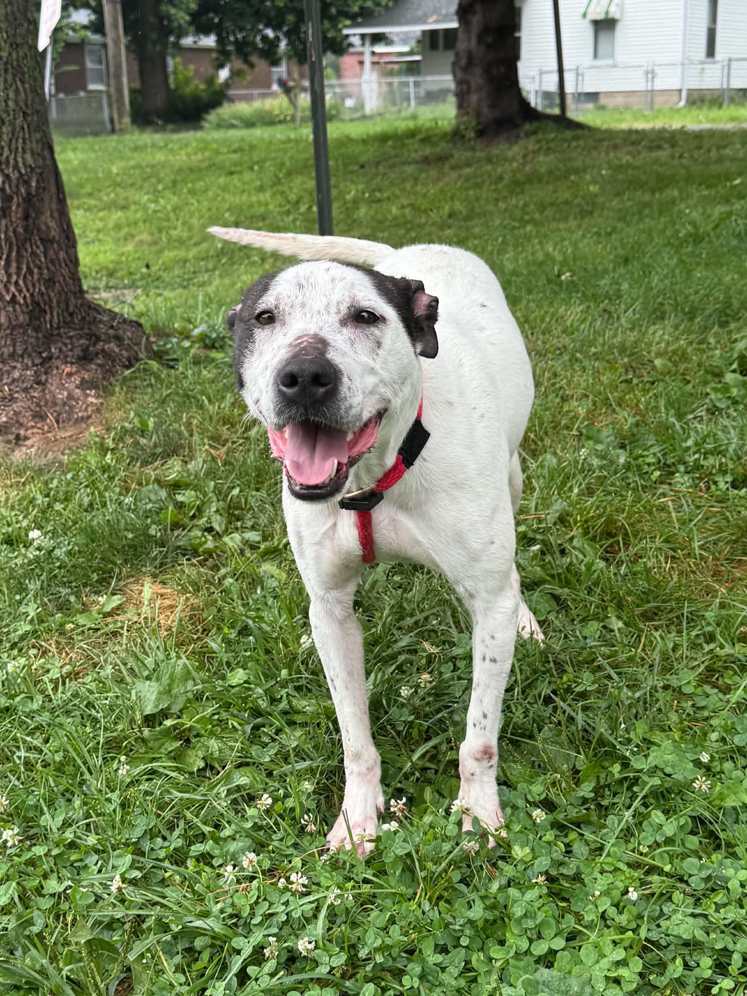 Enlarge Coco, a Adoptable mixed breed in Springfield, IL image 2/6