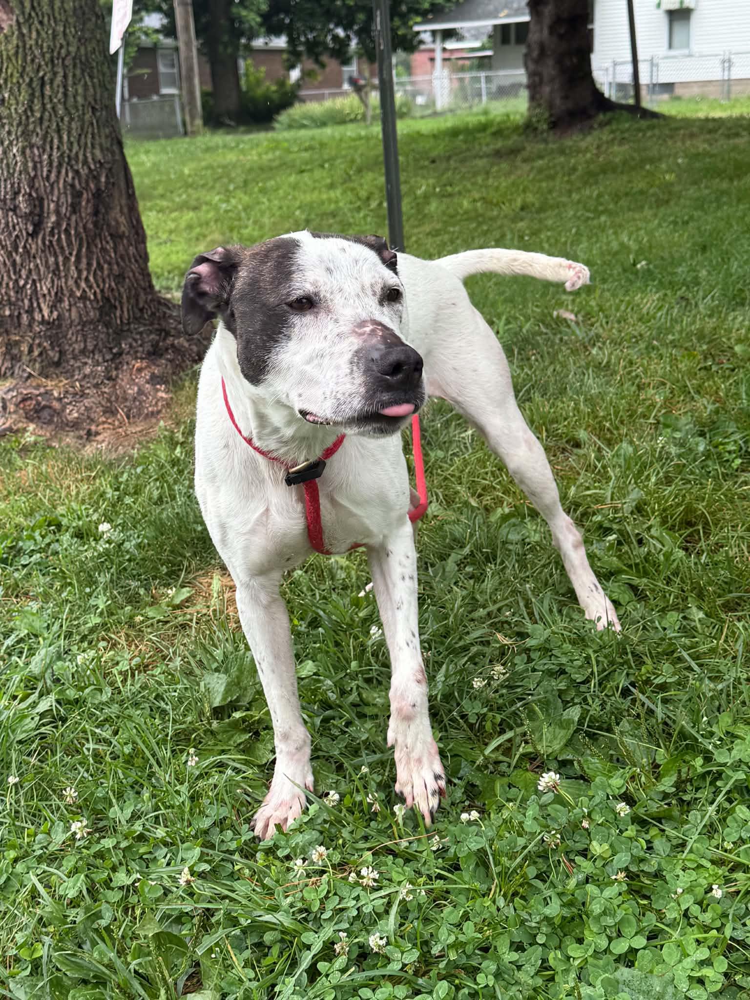 Enlarge Coco, a Adoptable mixed breed in Springfield, IL image 5/6