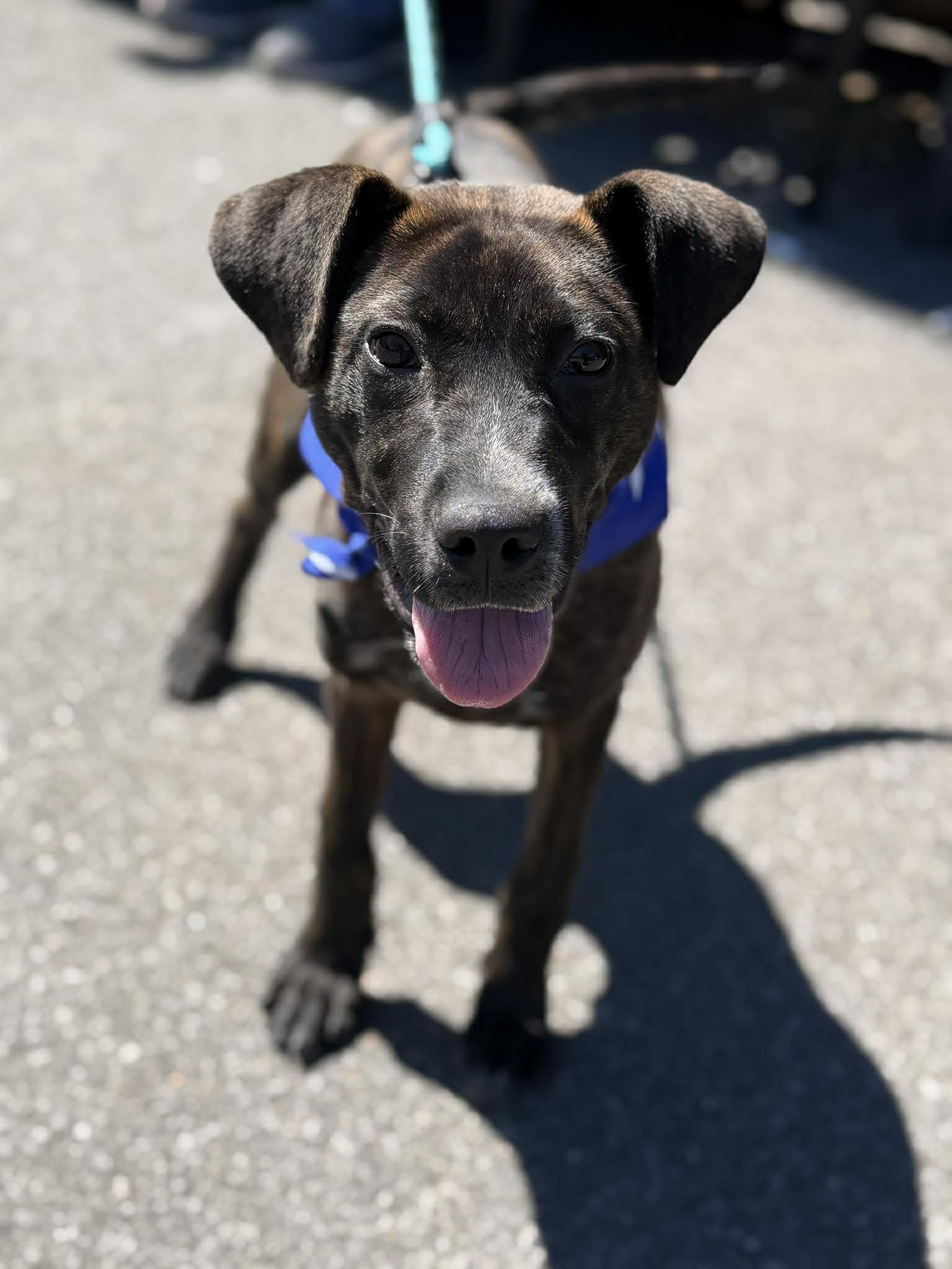 Torkin, Adoptable, Young Male Mountain Cur & Pit Bull Terrier.