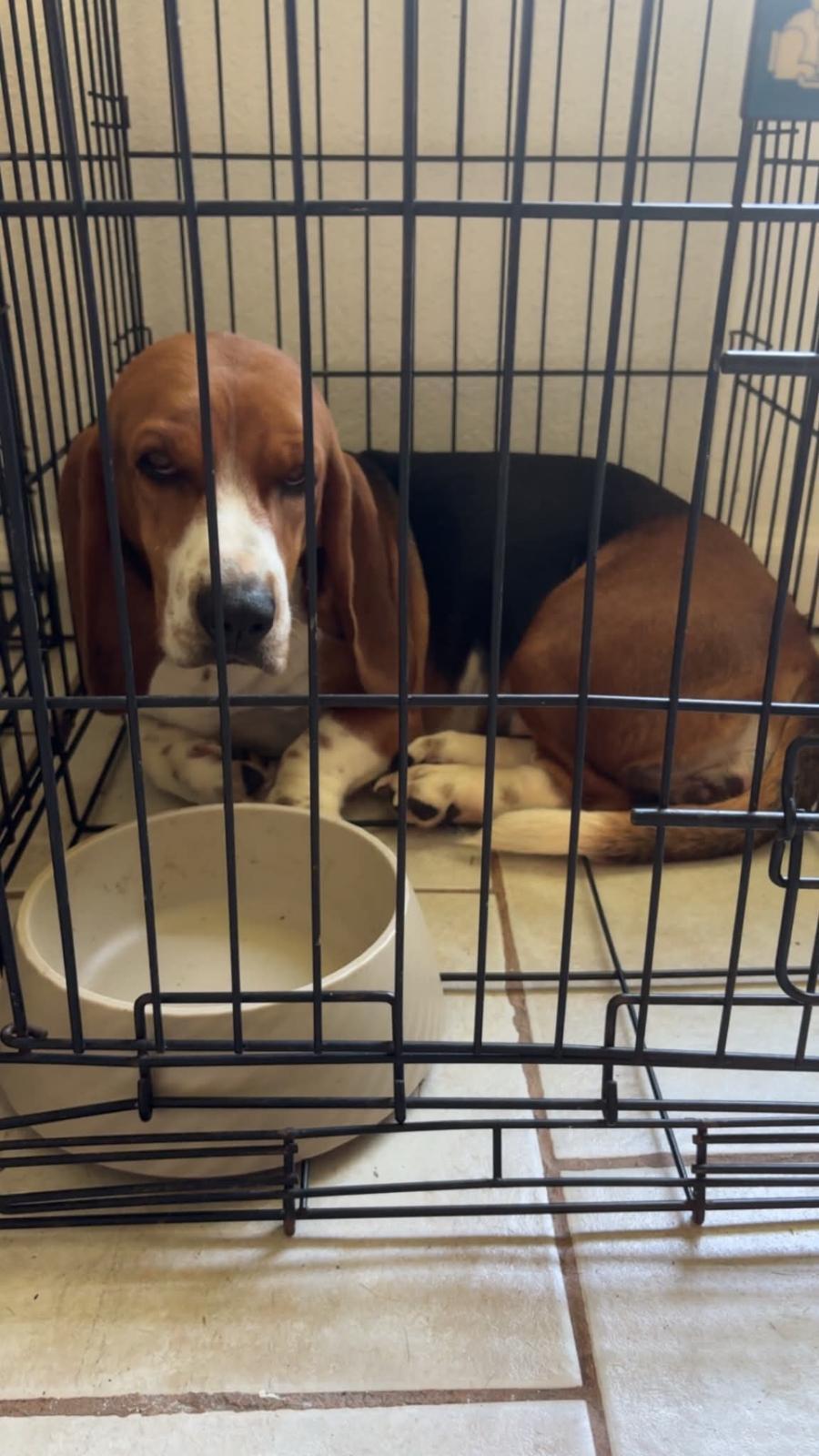 Enlarge Zoey, a Adoptable Basset Hound in Grapevine, TX image 1/1