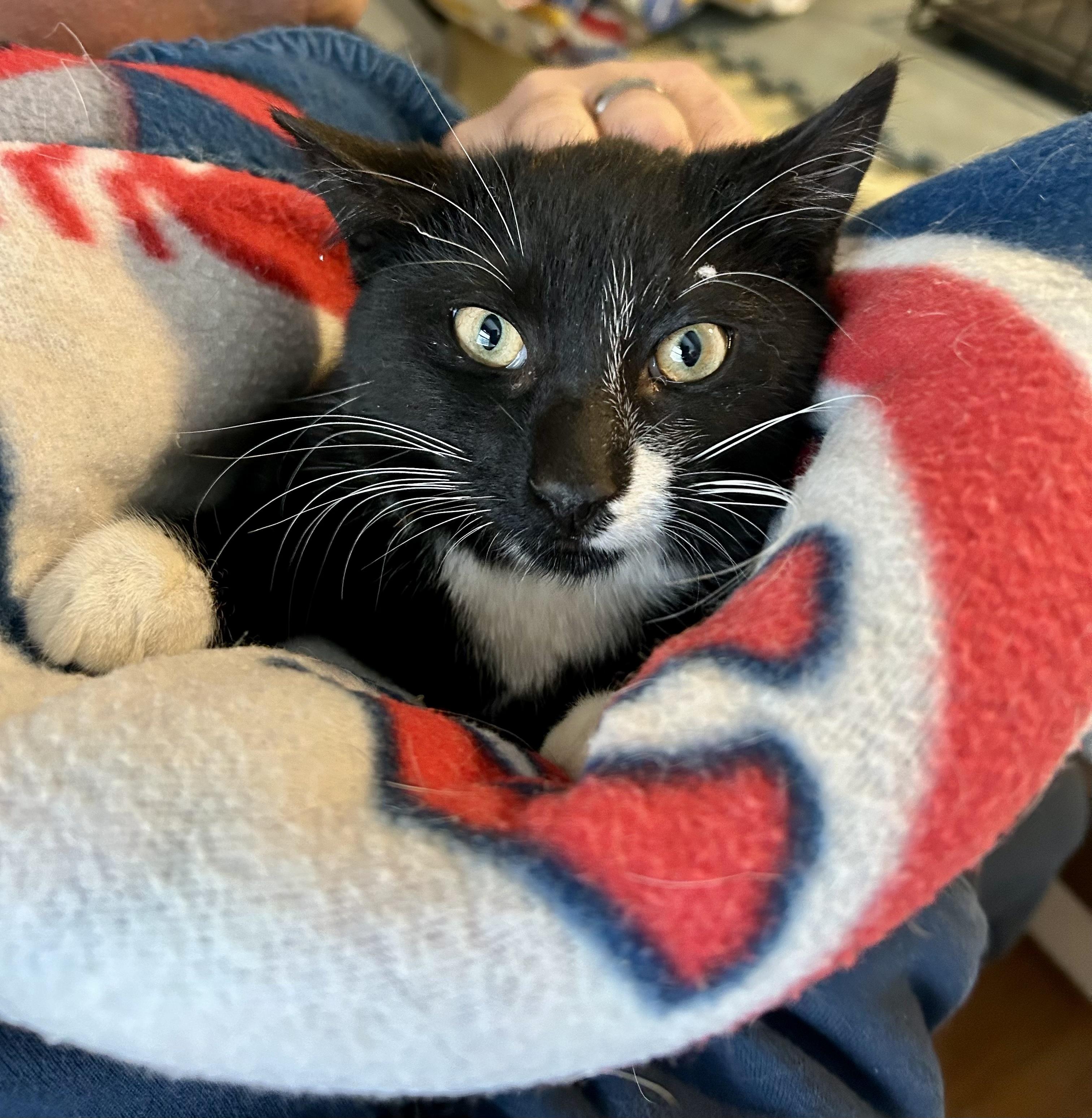Modern, a ADOPTABLE Tuxedo in Bethel, CT image 4/6