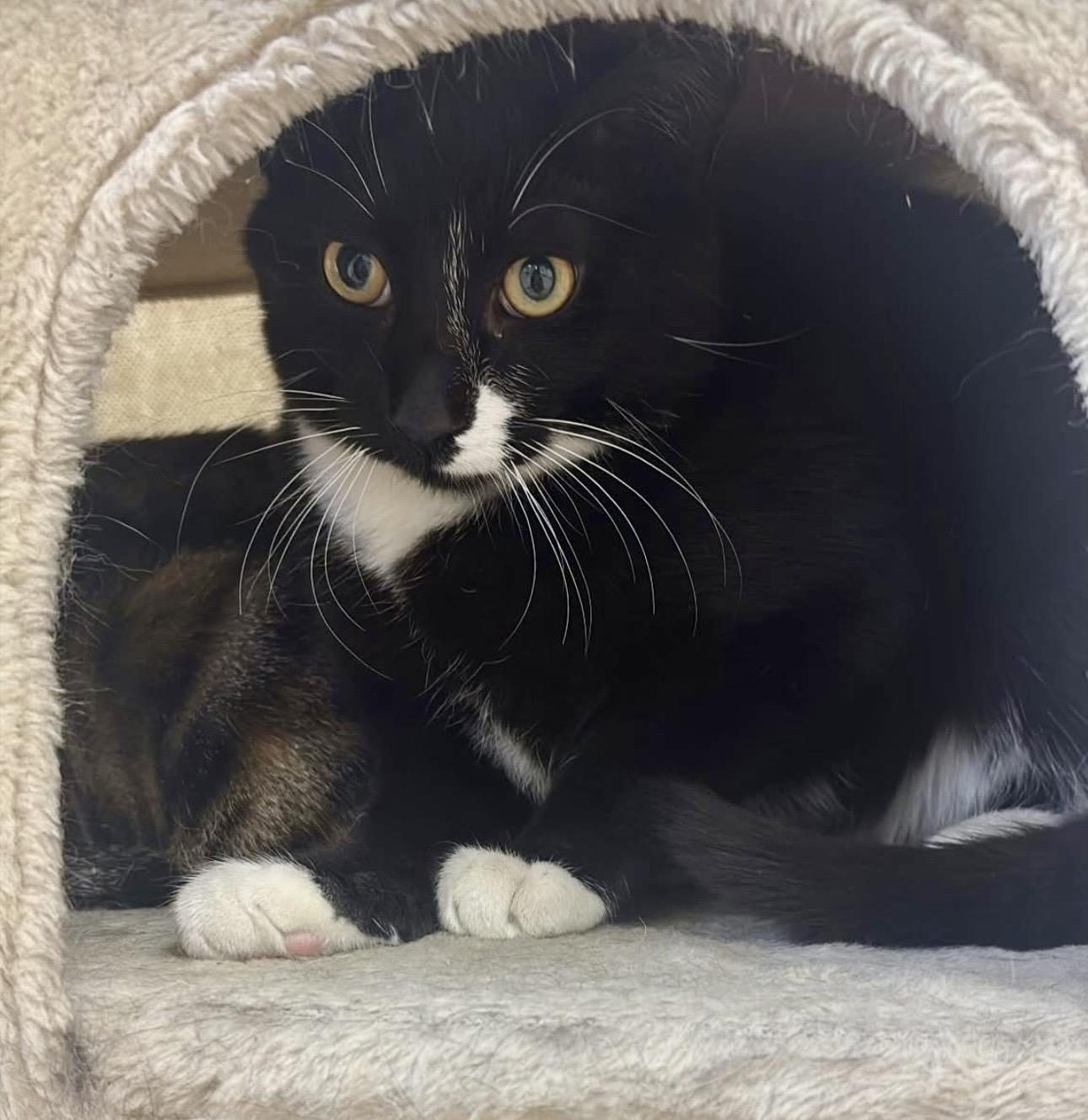 Enlarge Modern, a ADOPTABLE Tuxedo in Plainville, CT image 6/6
