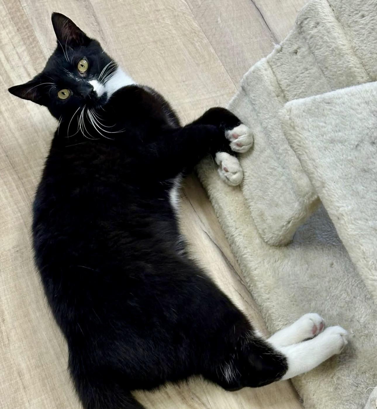 Enlarge Modern, a ADOPTABLE Tuxedo in Bethel, CT image 2/6