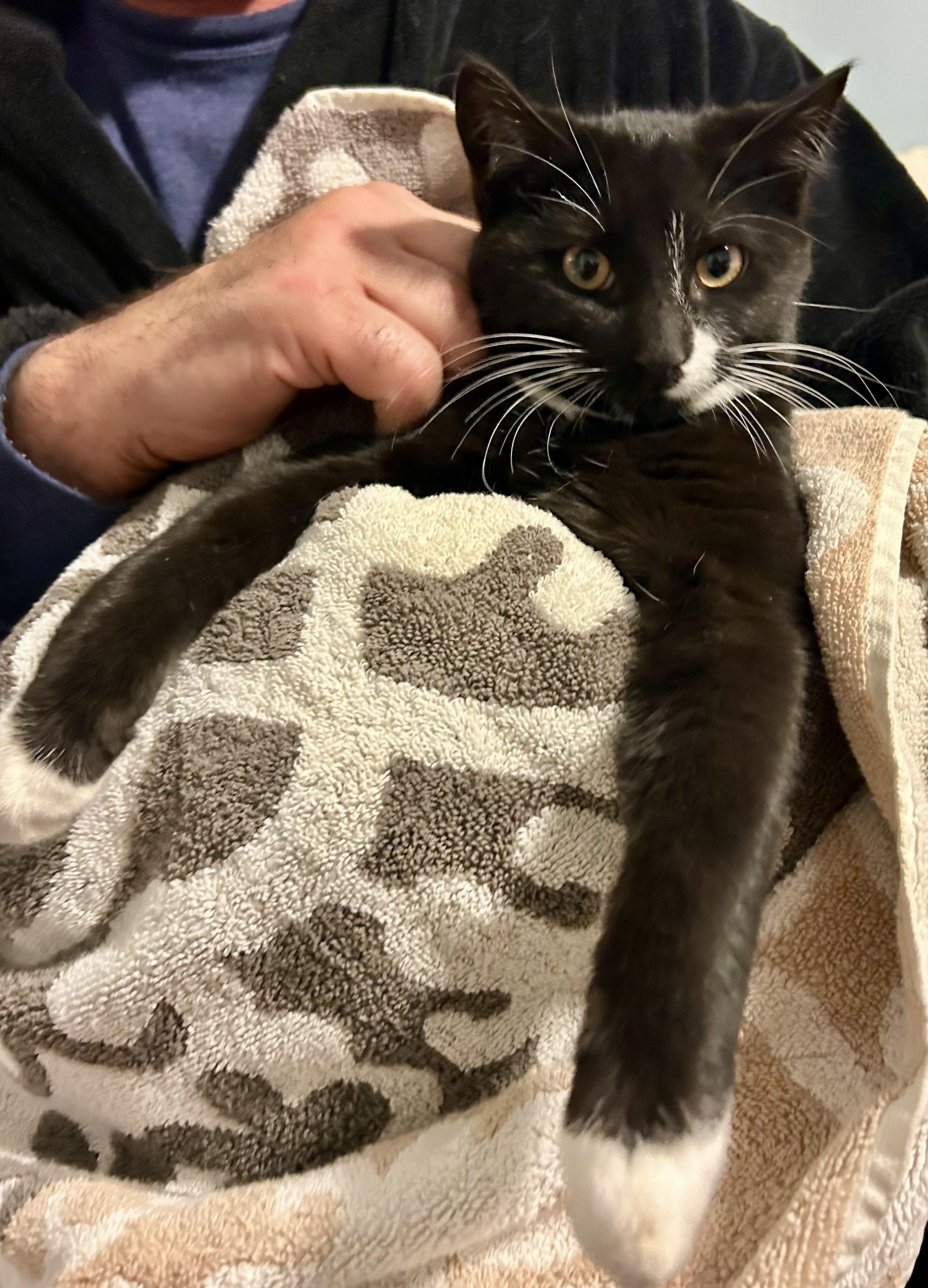 Modern, a ADOPTABLE Tuxedo in Bethel, CT image 6/6