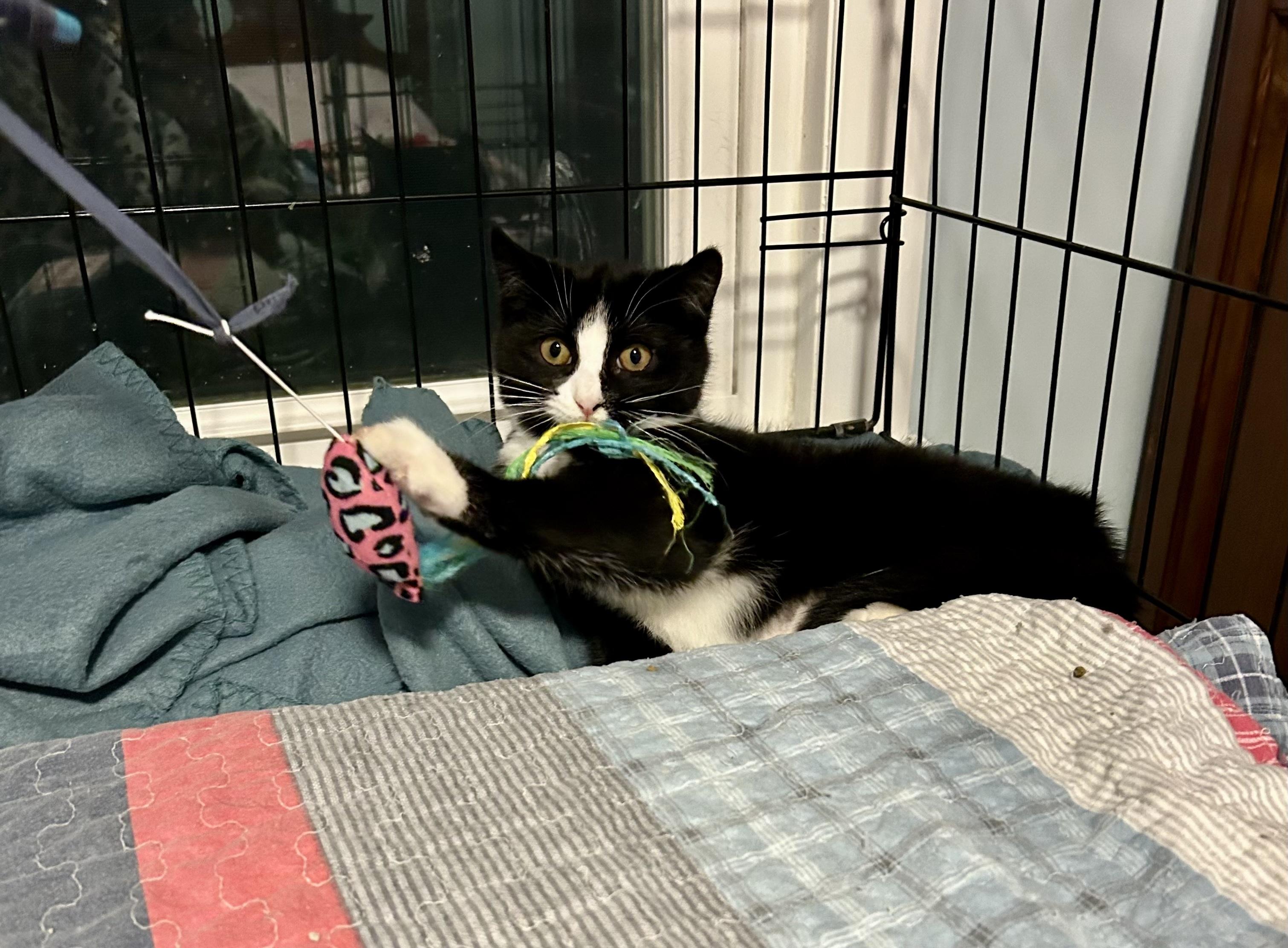 Enlarge Modern, a ADOPTABLE Tuxedo in Bethel, CT image 5/6