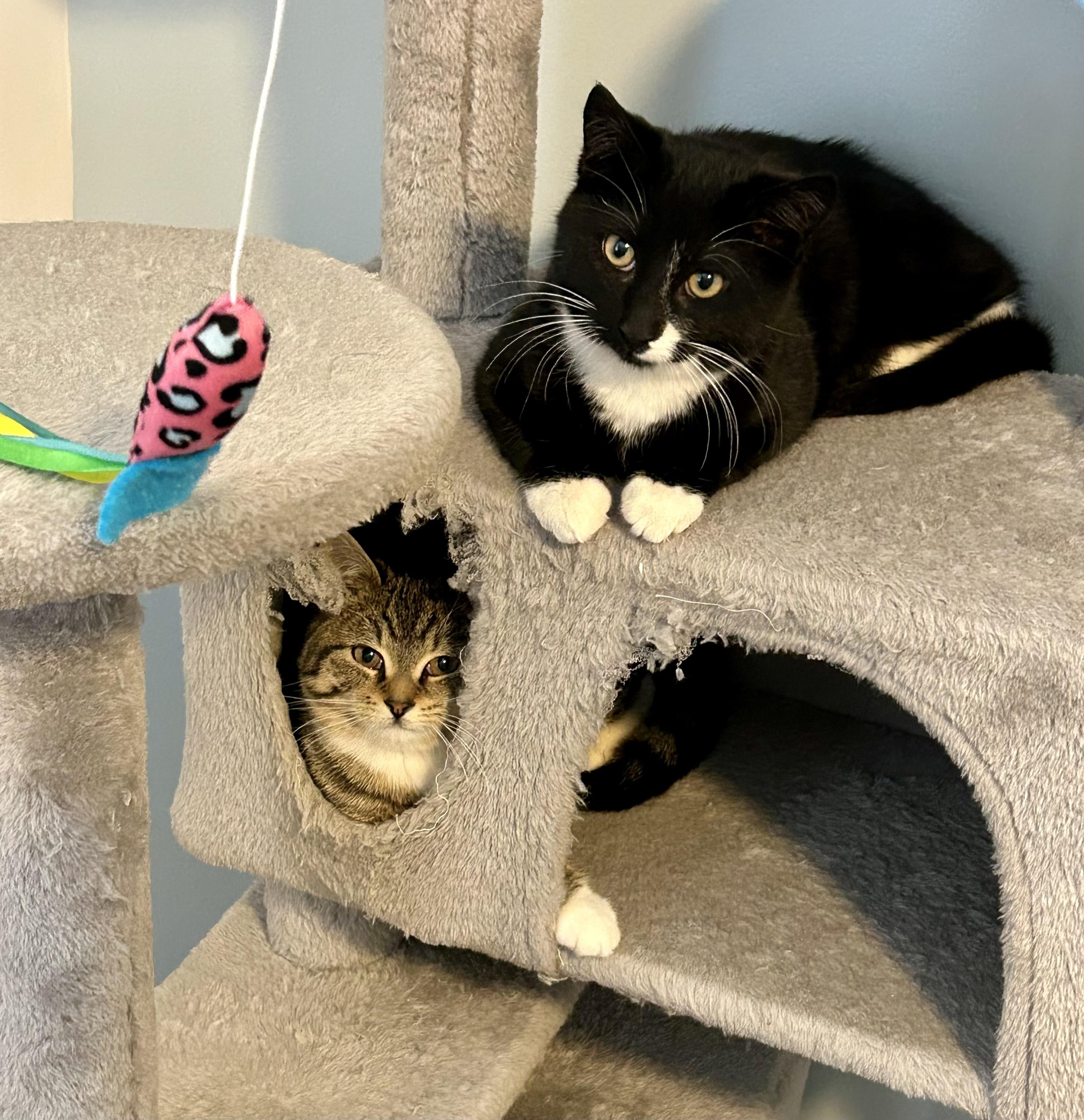 Modern, a ADOPTABLE Tuxedo in Bethel, CT image 5/6