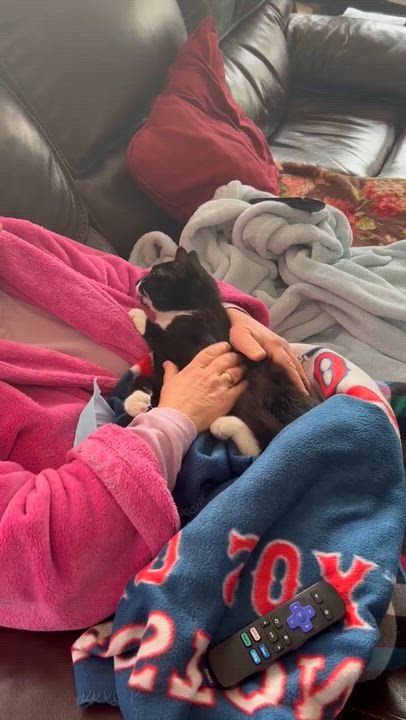 Enlarge Modern, a ADOPTABLE Tuxedo in Bethel, CT video 6/6