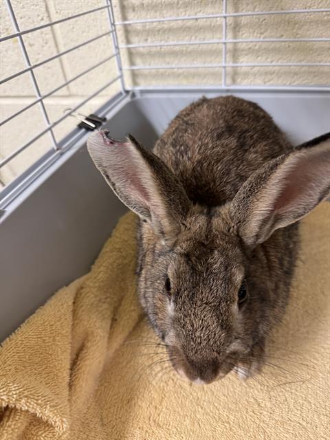 Enlarge CHARLIE, a Adoptable Bunny Rabbit in West Valley City, UT image 1/1
