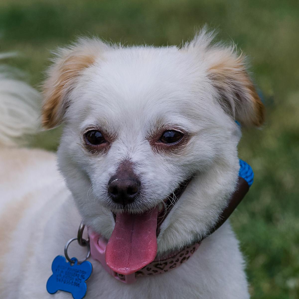 Sesame, adopted, Adult Female Poodle & Chihuahua.