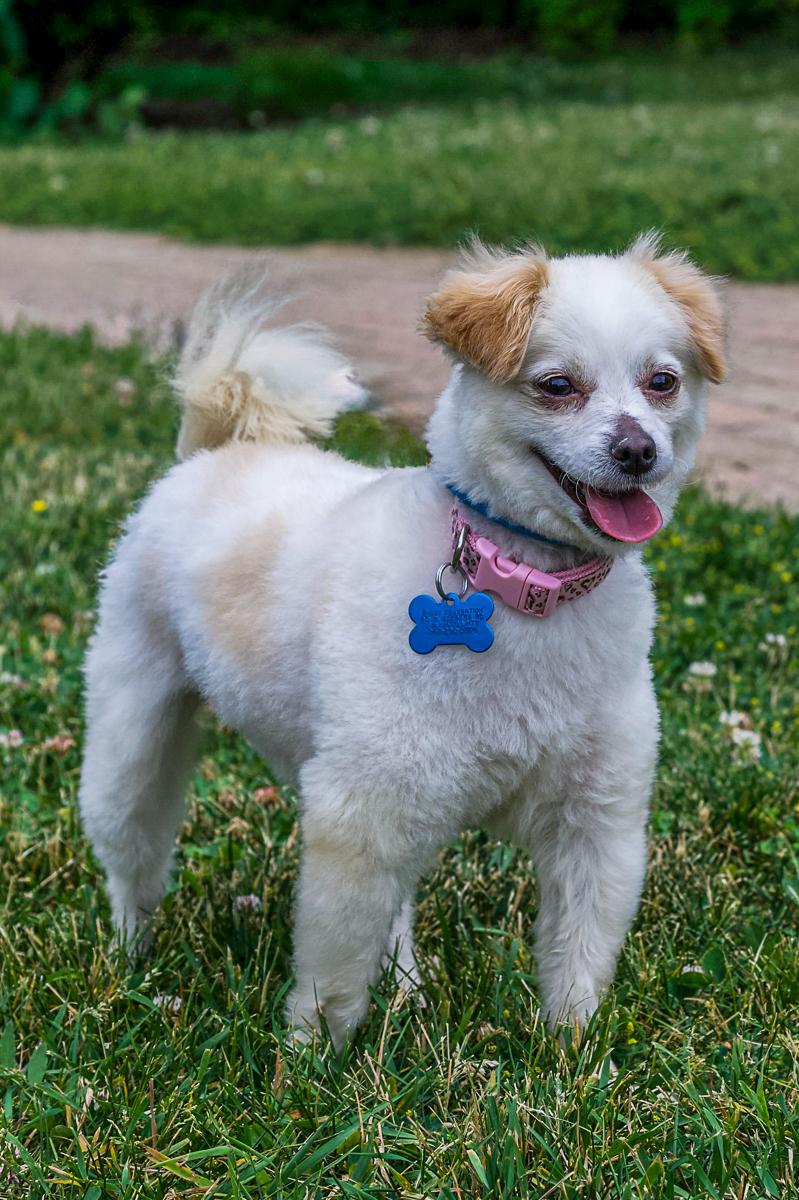 Sesame, an adopted mixed breed in Arlington Heights, IL image 2/2