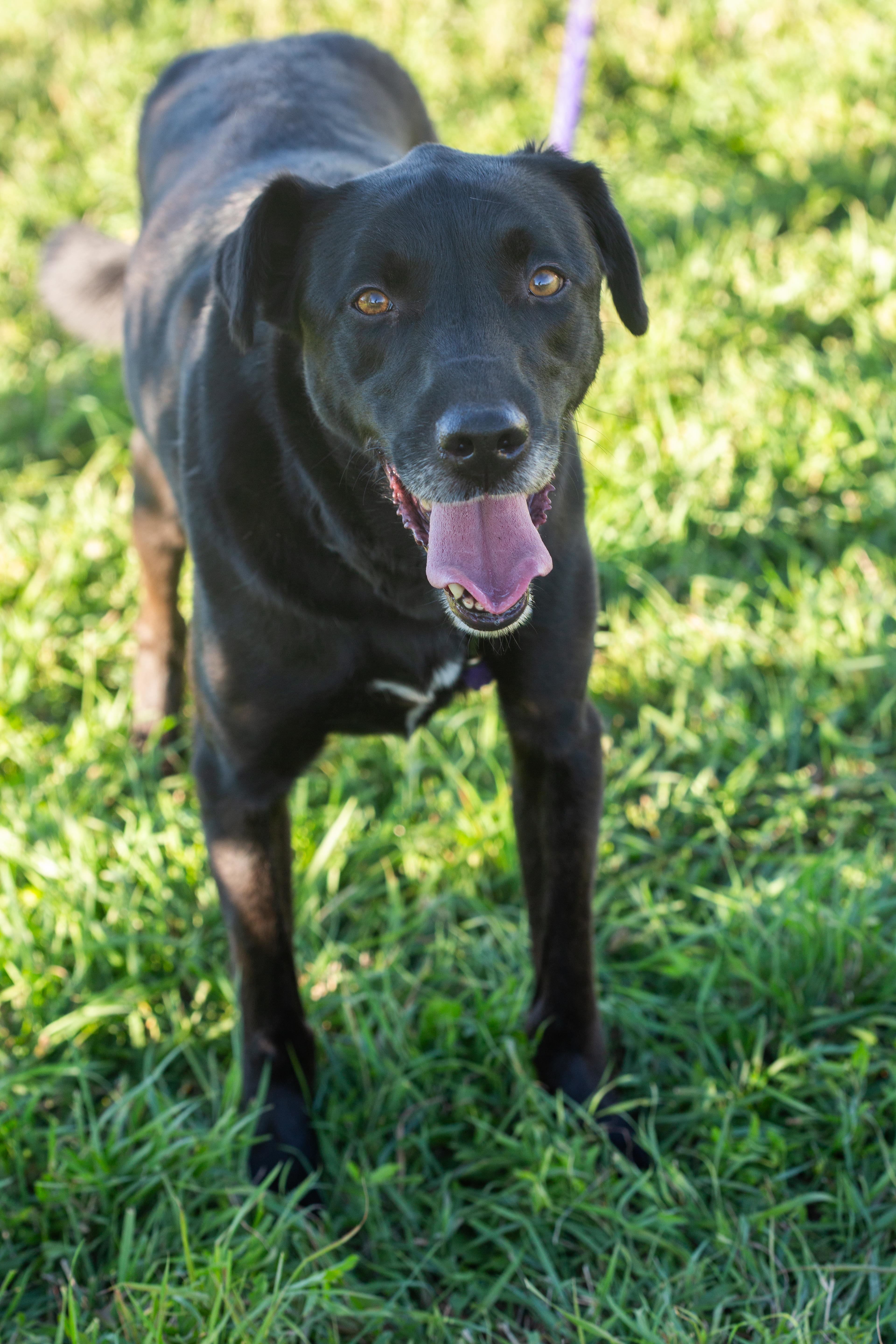 Enlarge Rascal, a Adoptable Black Labrador Retriever in Millville, UT image 1/1