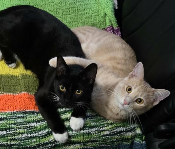 CADE & GAVIN, a ADOPTABLE Domestic Short Hair in Campbellsport, WI image 2/6