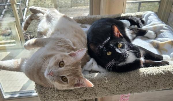 CADE & GAVIN, ADOPTABLE, Young Male Domestic Short Hair.