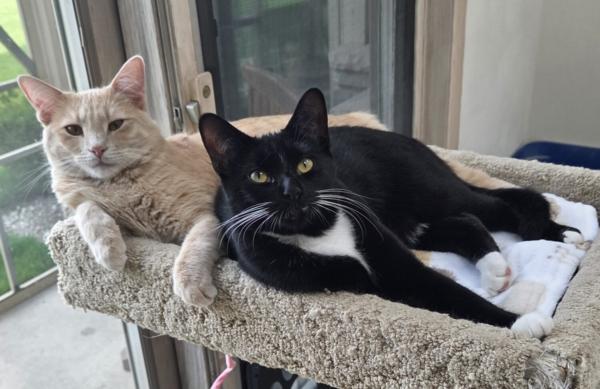 Enlarge CADE & GAVIN, a ADOPTABLE Domestic Short Hair in Campbellsport, WI image 1/5