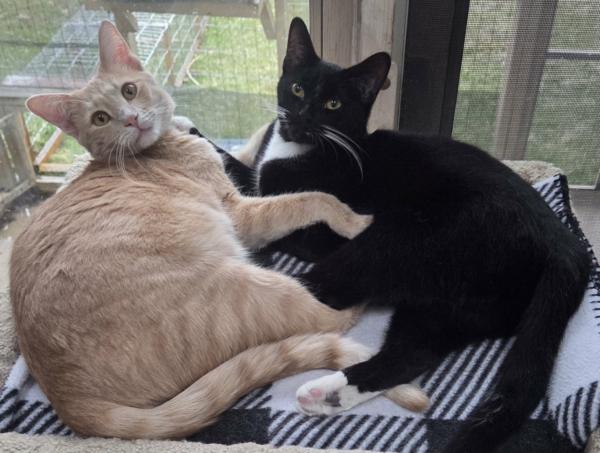 CADE & GAVIN, a ADOPTABLE Domestic Short Hair in Campbellsport, WI image 1/6