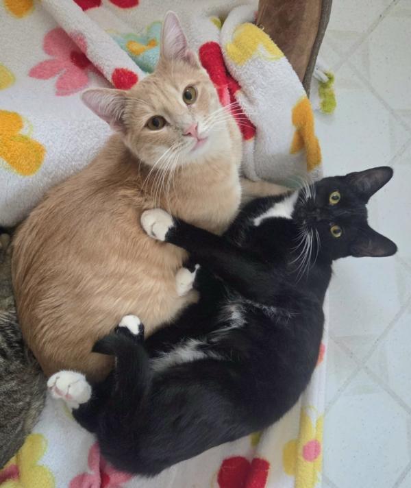 CADE & GAVIN, ADOPTABLE, Young Male Domestic Short Hair.