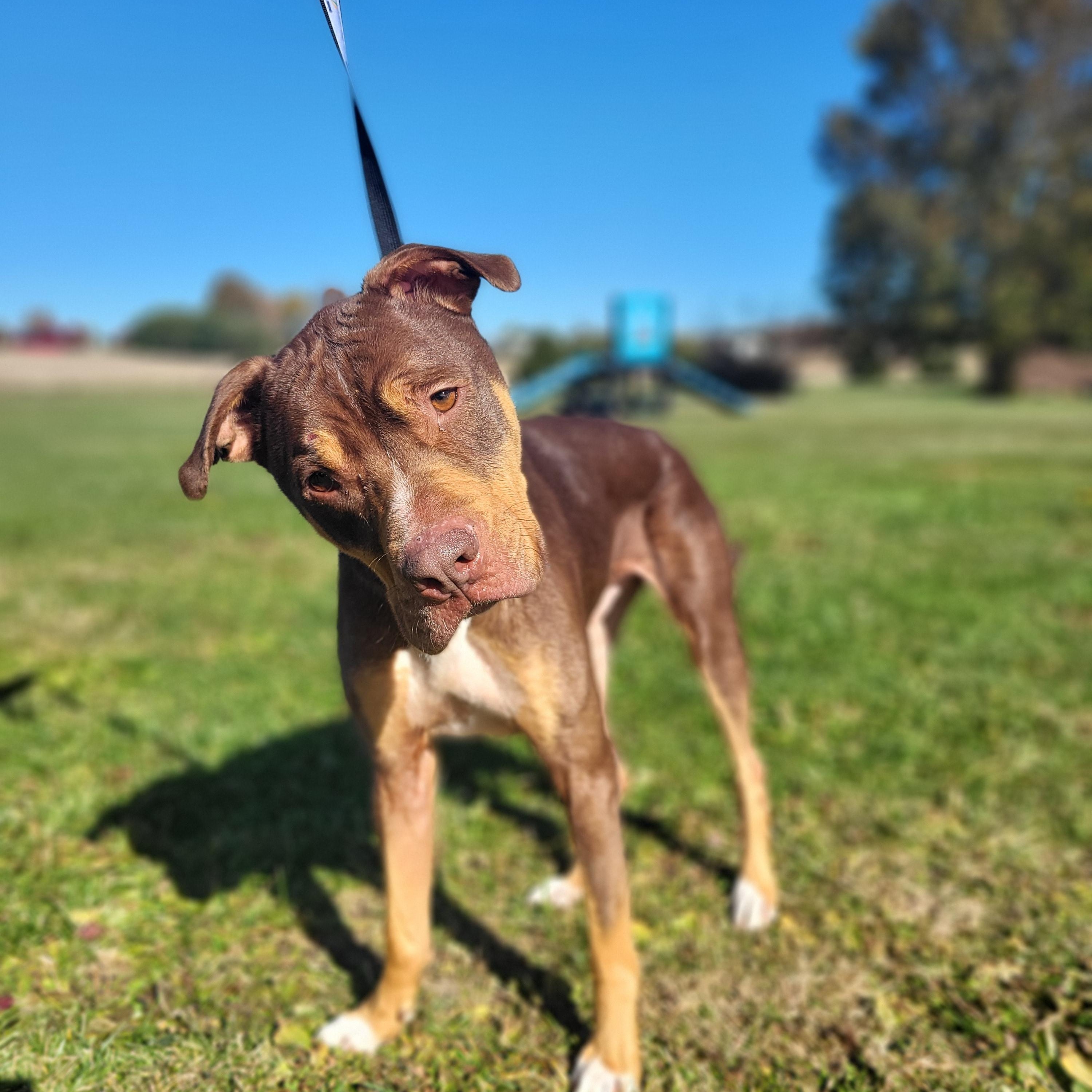 Enlarge Buddy Bear, a ADOPTABLE mixed breed in Wooster, OH image 1/1