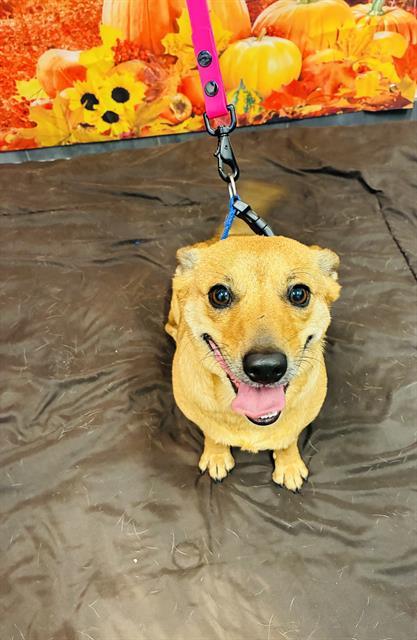 Enlarge LILY, a Adoptable Chihuahua in Globe, AZ image 1/1