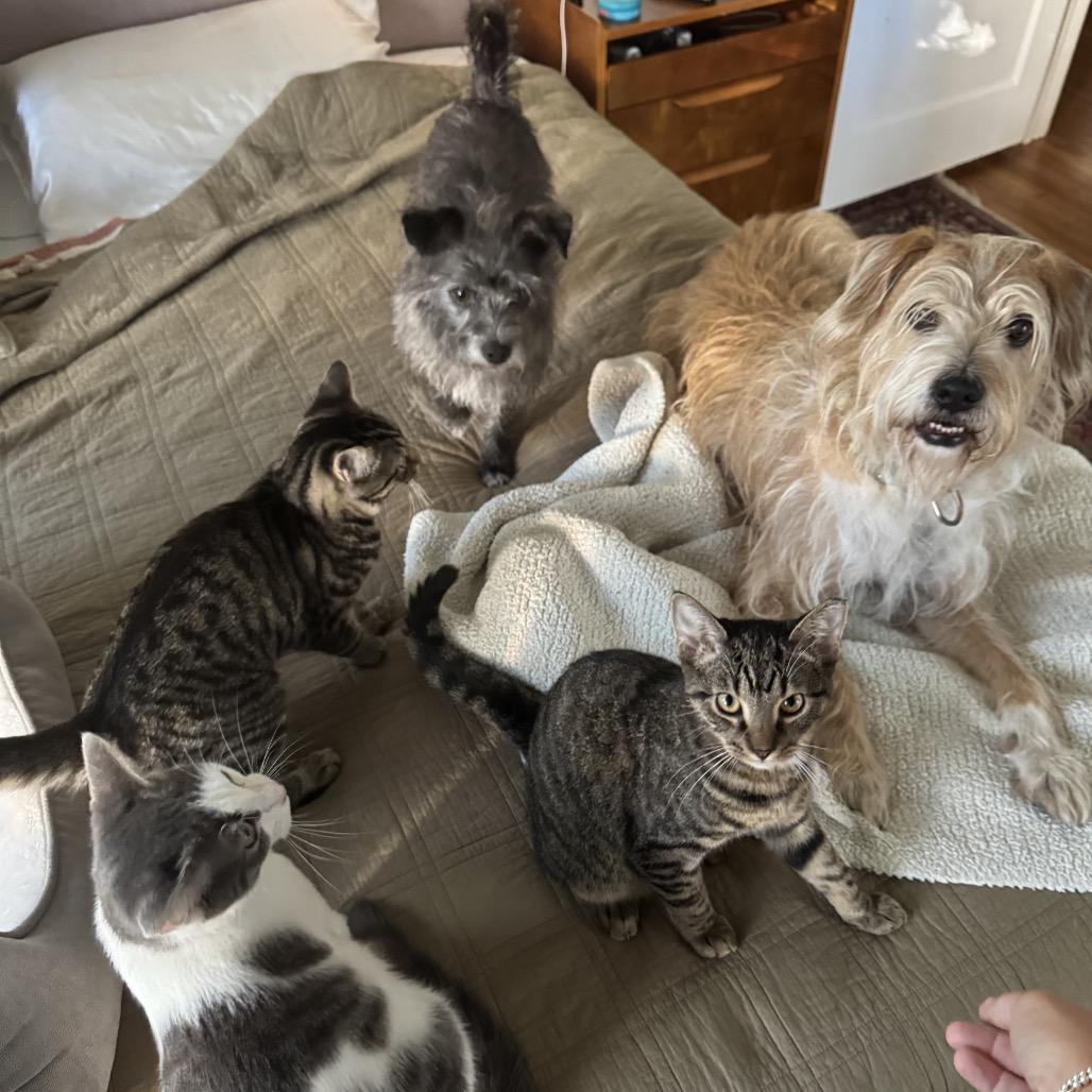 Margot, Adoptable, Young Female Domestic Short Hair.