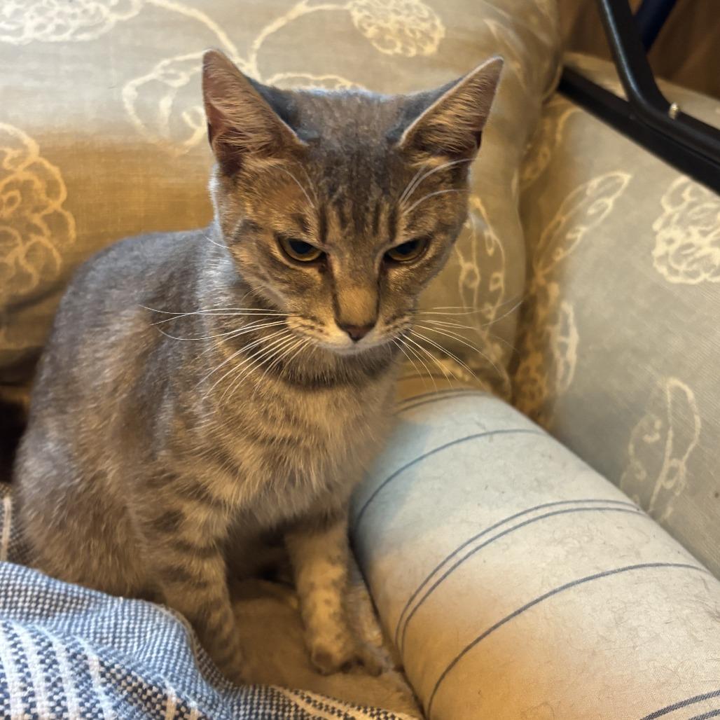 Blossom, a Adoptable Domestic Short Hair in Richmond, VA image 2/6