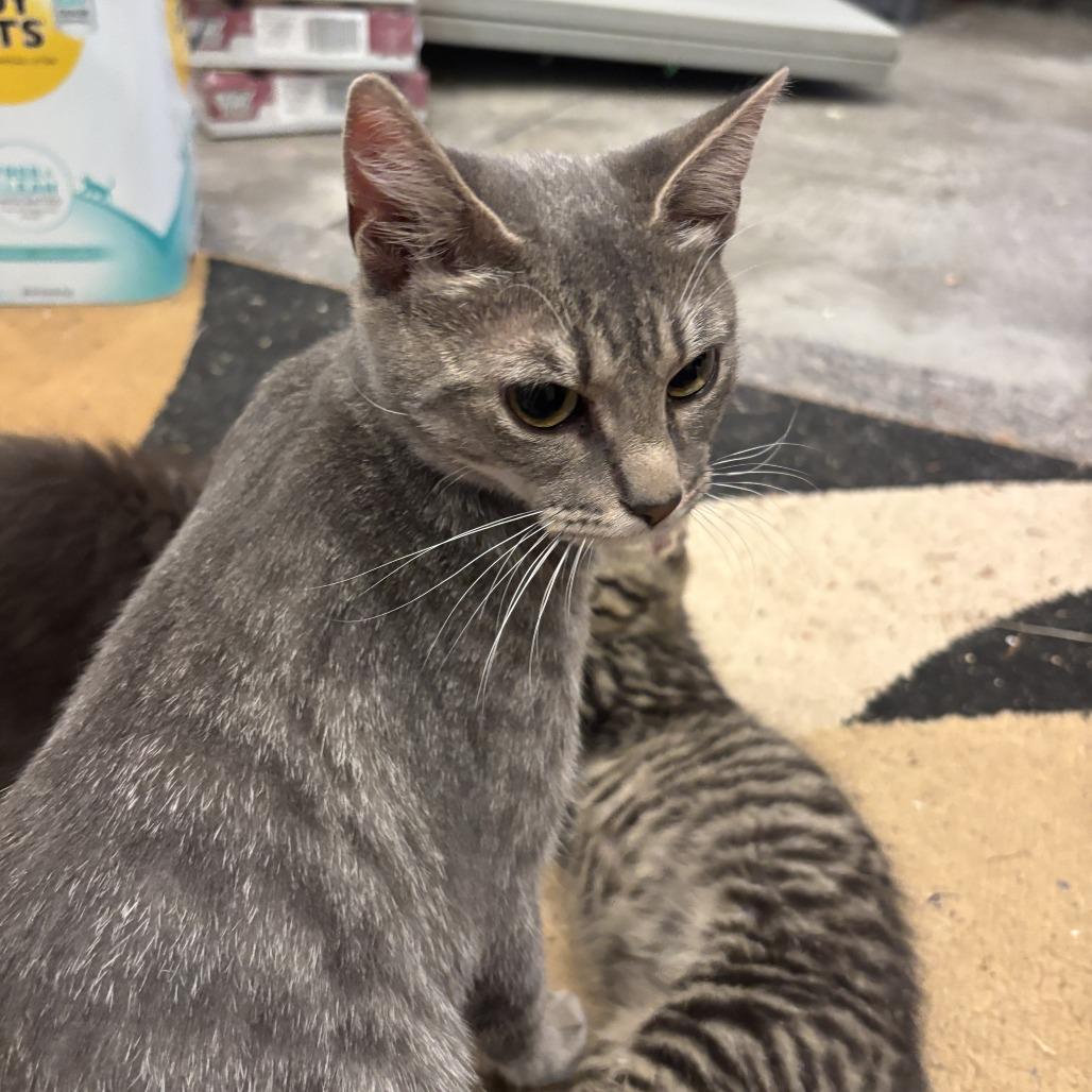 Blossom, a Adoptable Domestic Short Hair in Richmond, VA image 4/6