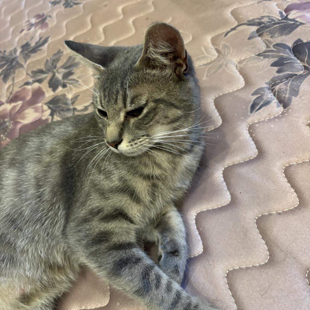 Blossom, a Adoptable Domestic Short Hair in Richmond, VA image 5/6