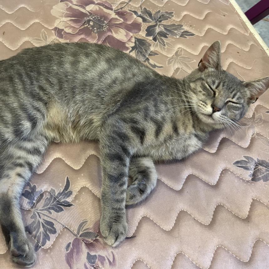 Blossom, a Adoptable Domestic Short Hair in Richmond, VA image 6/6