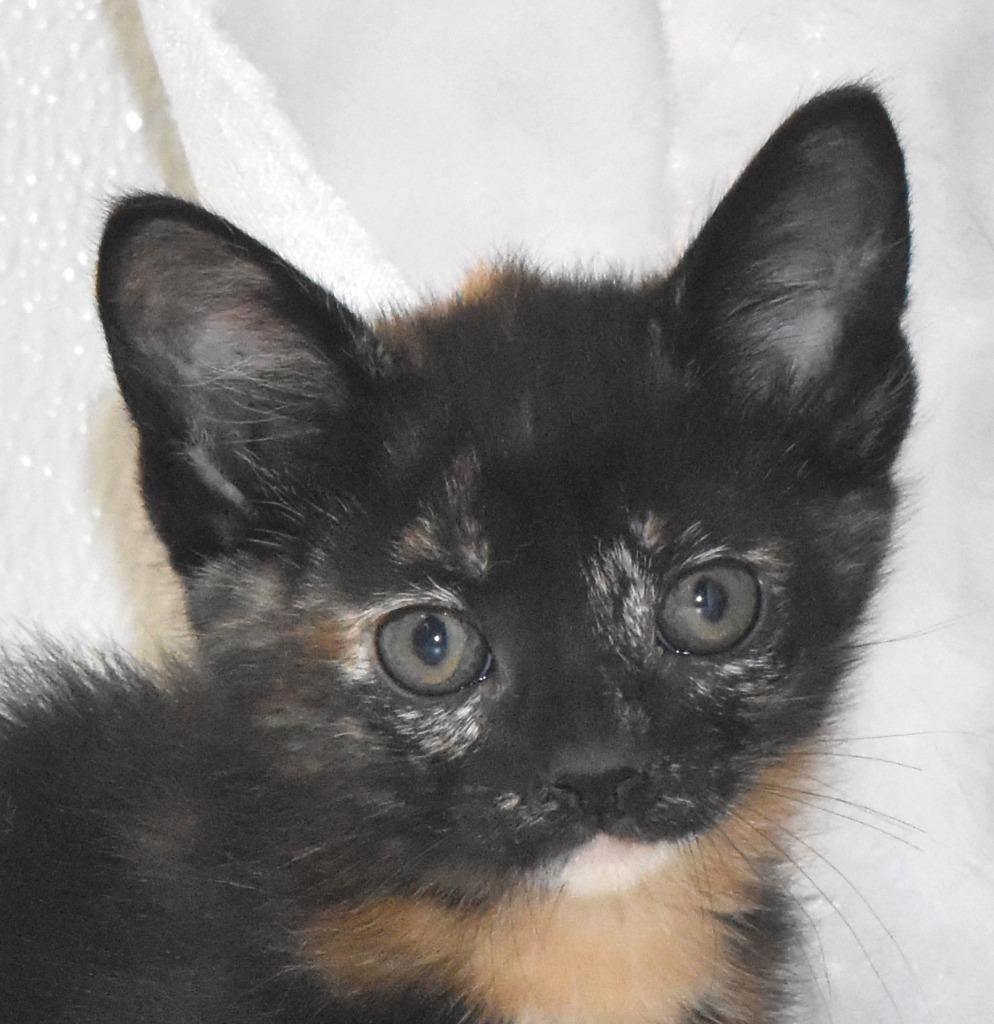 Meowzart, Adoptable, Kitten Female Domestic Short Hair.