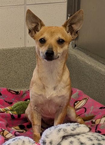 LYNETTE, Adoptable, Young Female Chihuahua.