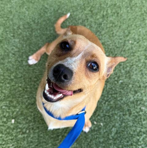 Enlarge LYNETTE, a Adoptable Chihuahua in San Martin, CA image 1/1
