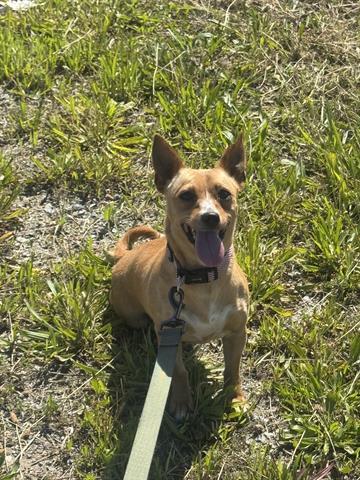 LYNETTE, Adoptable, Young Female Chihuahua.