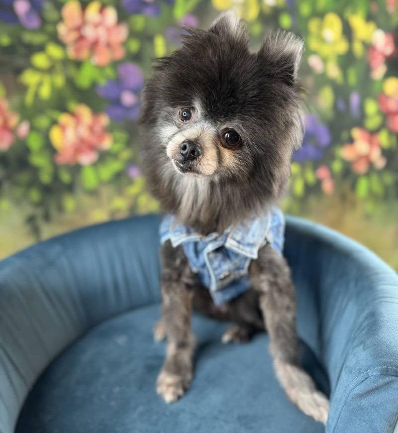 Teddy Alexander, a Adopted Pomeranian in Garland, TX image 2/3