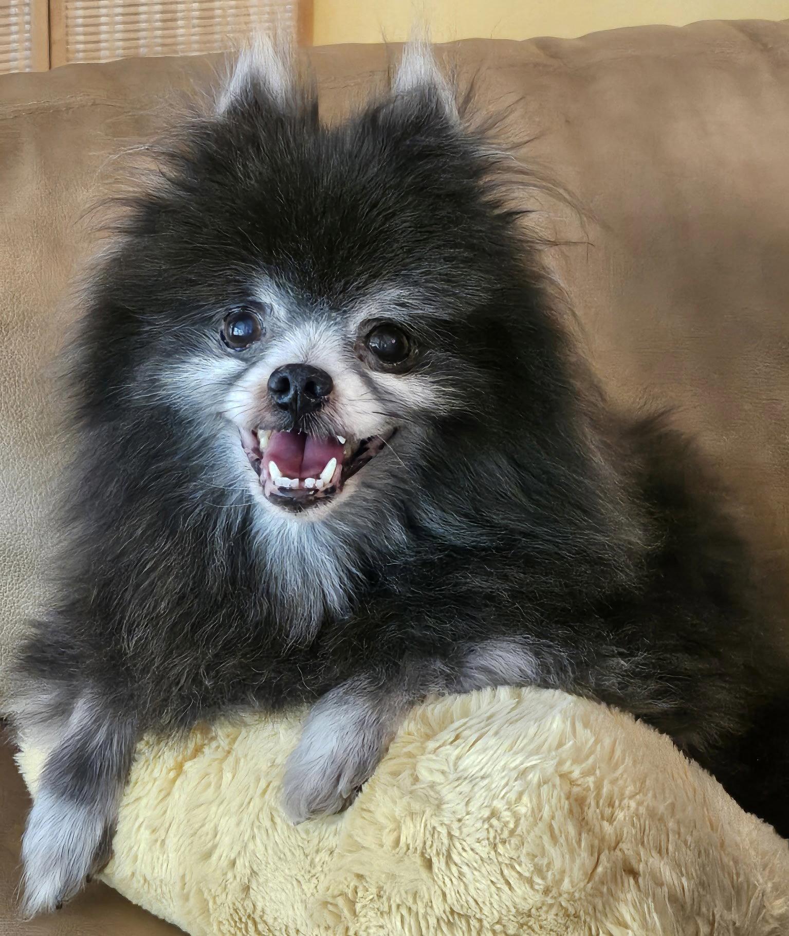 Teddy Alexander, a Adopted Pomeranian in Garland, TX image 3/3