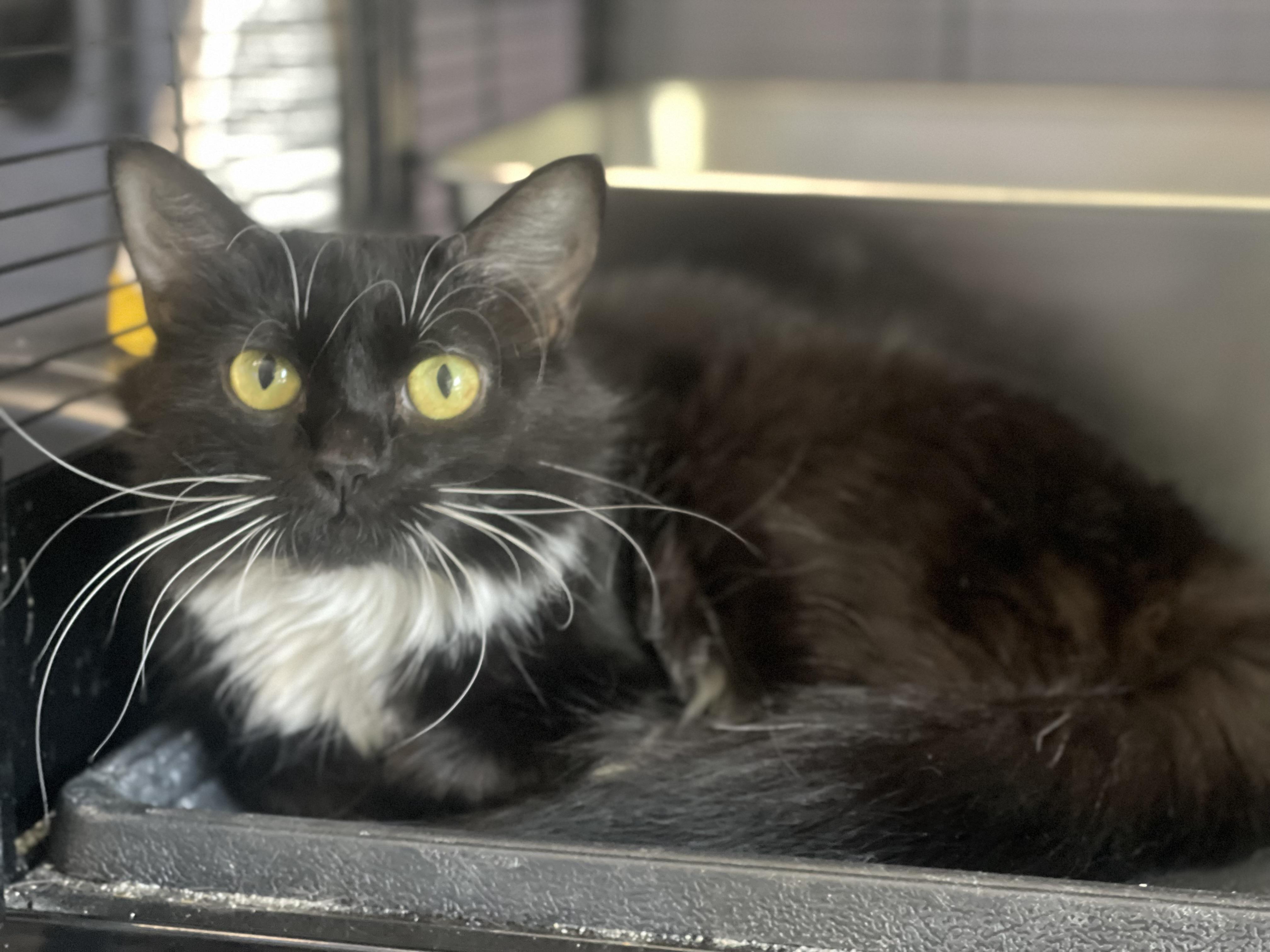 Chanel, Adoptable, Adult Female Domestic Long Hair.