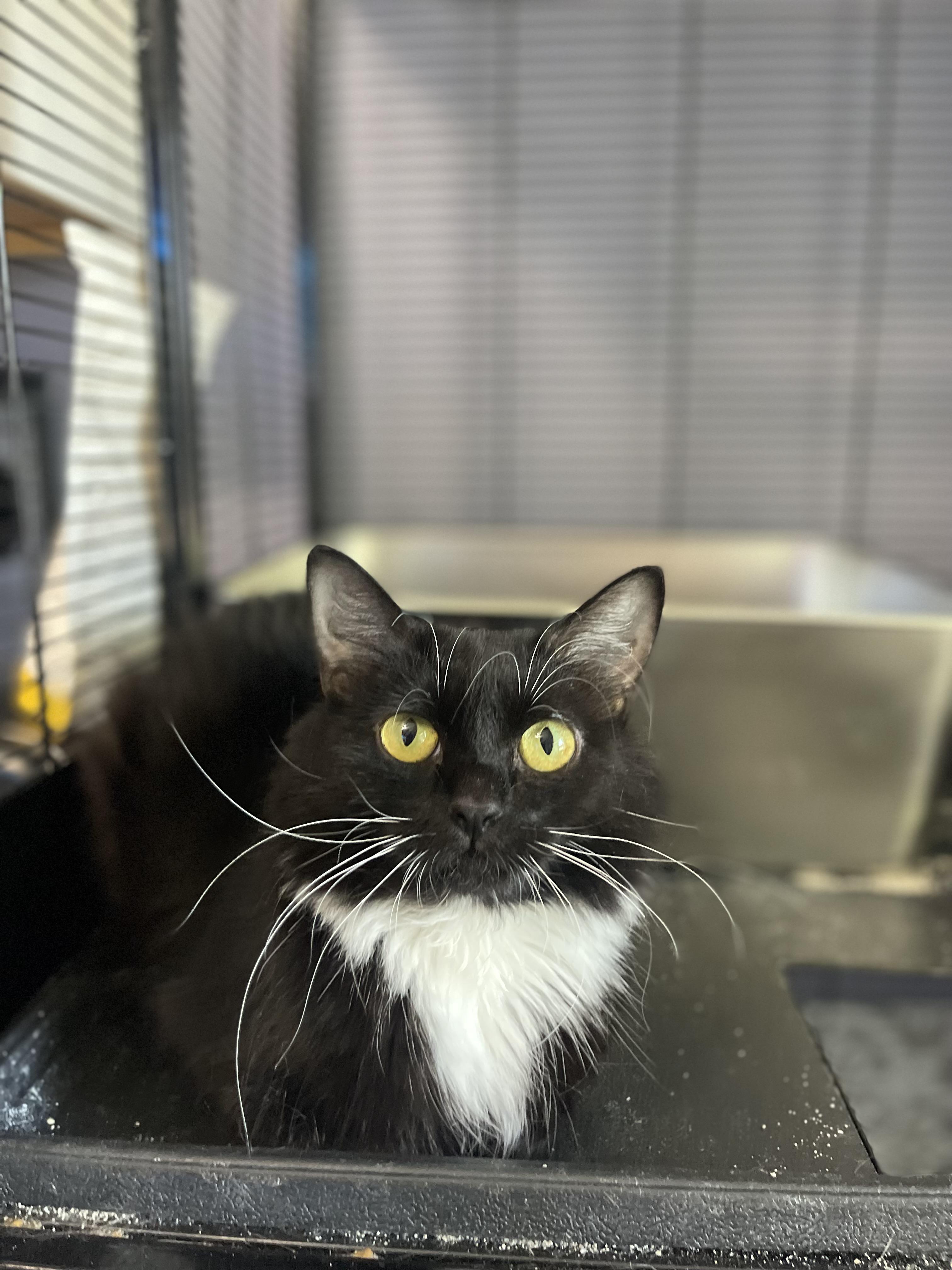 Enlarge Chanel, a Adoptable Domestic Long Hair in Davison, MI image 3/5