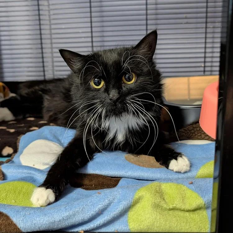 Chanel, ADOPTABLE, Adult Female Domestic Long Hair.