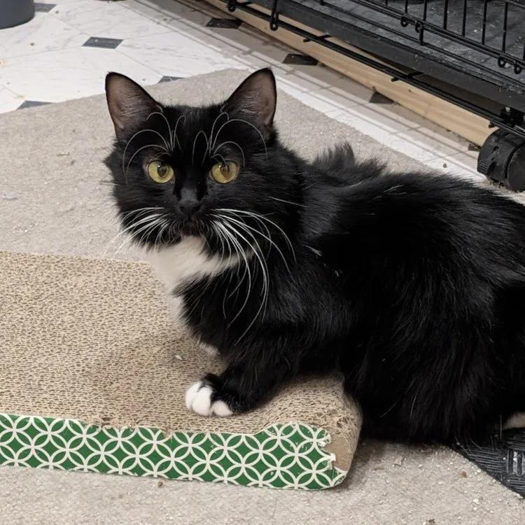 Enlarge Chanel, a Adoptable Domestic Long Hair in Davison, MI image 5/5