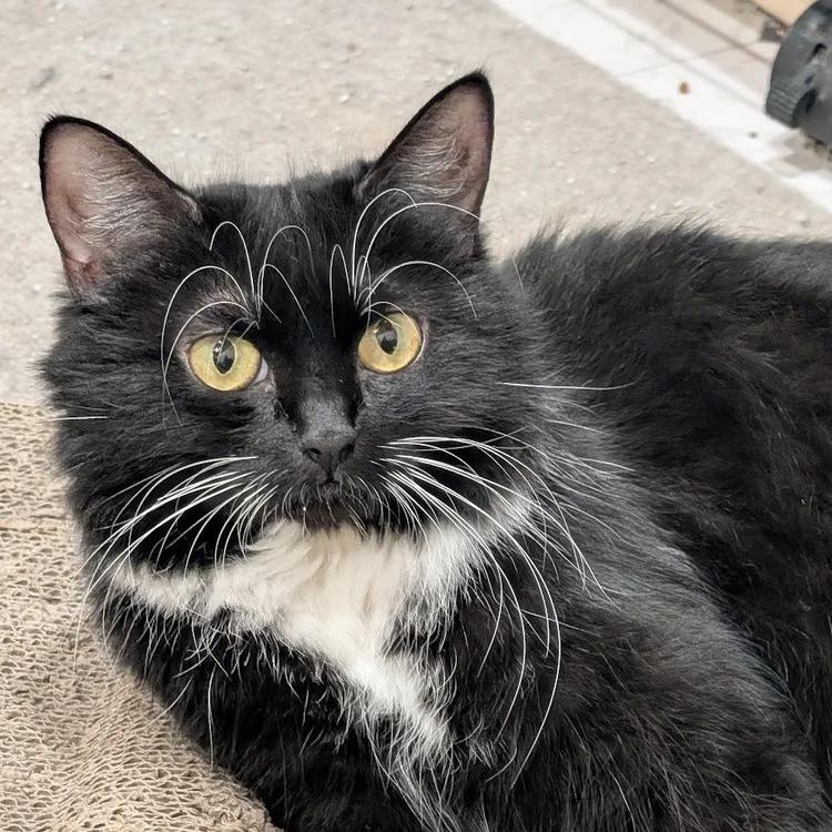 Enlarge Chanel, a Adoptable Domestic Long Hair in Davison, MI image 2/5