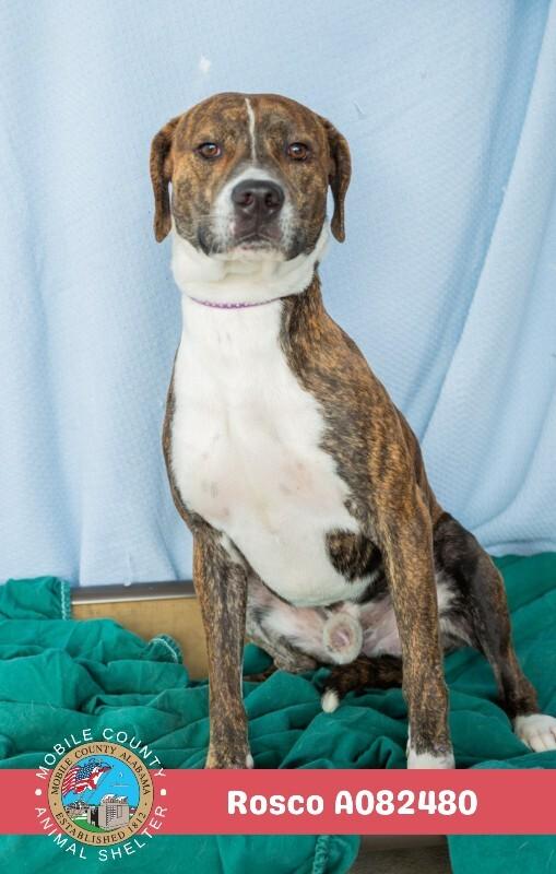 Rosco, Adoptable, Adult Male Labrador Retriever.